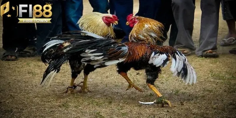 Bí quyết và kinh nghiệm để hiểu về đá gà cựa dao hiệu quả