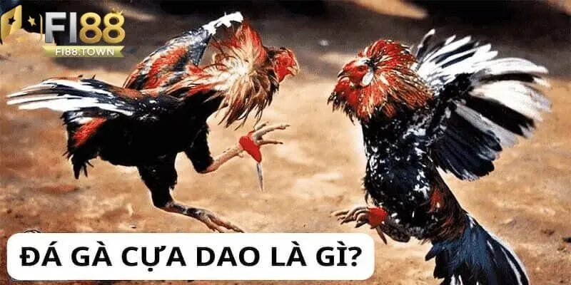 Hiểu Về Đá Gà Cựa Dao Fi88 - Tìm Hiểu Chi Tiết Từ A Đến Z - id Đá gà cựa dao là gì?