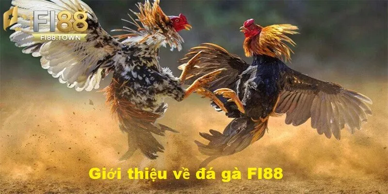 Giới thiệu về đá gà Fi88 