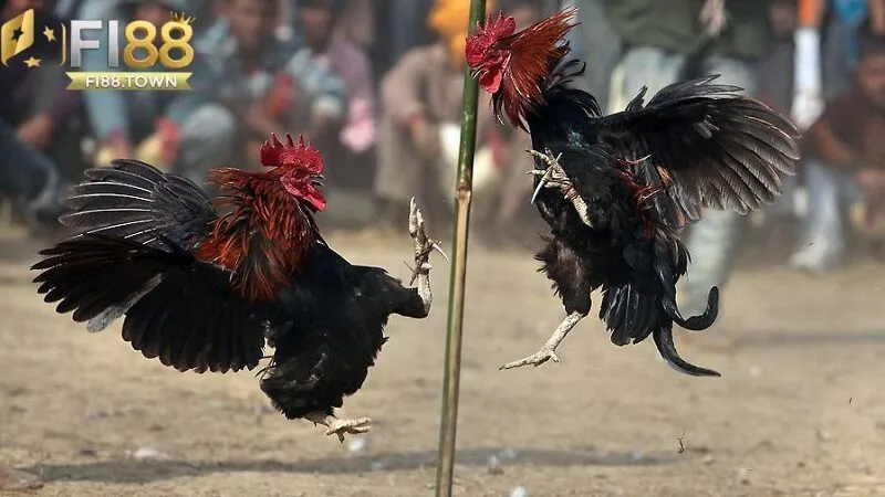 Hiểu Về Đá Gà Cựa Dao Fi88 - Tìm Hiểu Chi Tiết Từ A Đến Z - id Hướng dẫn tham gia đá gà cựa dao chi tiết tại Fi88