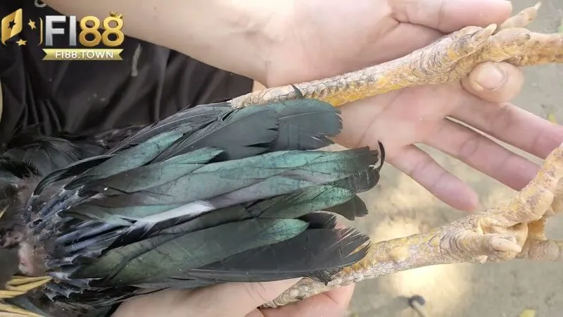 Xem Vảy Gà Fi88 - Bí Quyết Chọn Gà Chiến Thắng Từ Chuyên Gia - id Kinh nghiệm xem vảy gà từ các cao thủ Fi88